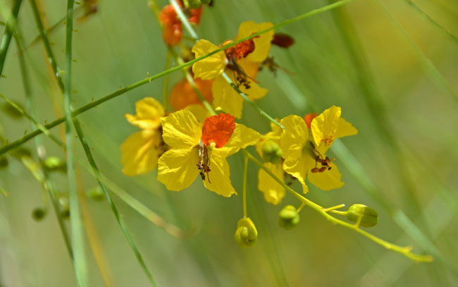 Jerusalem Thorn has 1 inch (2.5 cm), showy bright yellow flowers that fad to orange. The trees may be distinguished from other Palo Verde trees by its red or red banner flower banner petal as shown in the photo. Parkinsonia aculeata